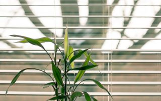 plant in office space in front of open blinds
